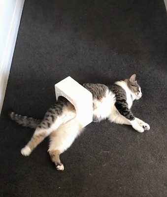 My_dumb_cat .png